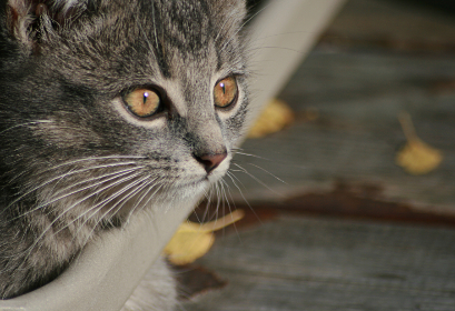 深入解析a8体育平台的优势与特色服务