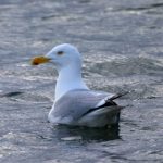 深入探讨在线赌博游戏的种类与玩法技巧 8jf26