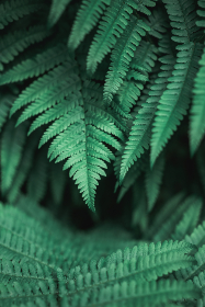 深入探讨沙巴体育官网娱乐的热门体育项目与玩法